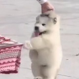 诶嘿