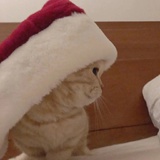 哦莫.