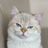 あん
