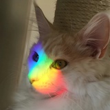 叶家竟然