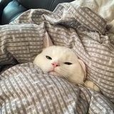 咕咕咕