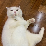 面具仔