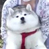 (´;︵;`)