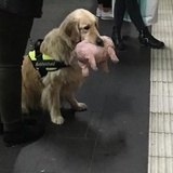 橘味风衣