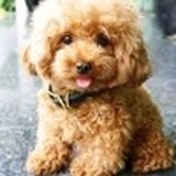 房东直租