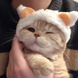 忍冬