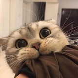 serendipity