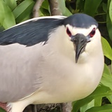 mоmо