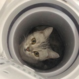 王小花不花