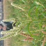 宿灵之为爱放弃重生