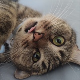 摸鱼养猫