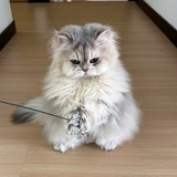 我建议滑着走