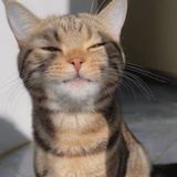 Simoew