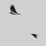 Birdy