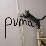 Pumaaaaa