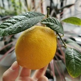 柠檬tree