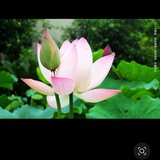 灵荷