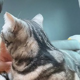 奶豆