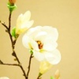 豆友214887364