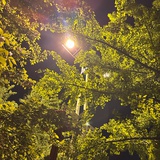 芦花飞