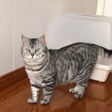 FaNg