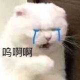 如果我道歉的话