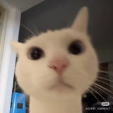 溜溜梅