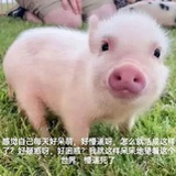 SNH48-金智秀