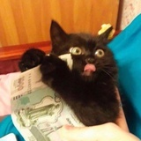 炸鸡梦想在泡茶