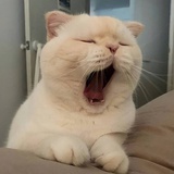一只仙
