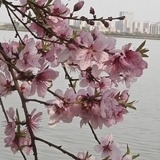 千景