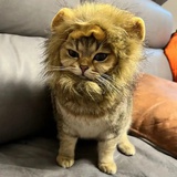 除狮🦁