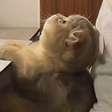 糖醋猫猫头