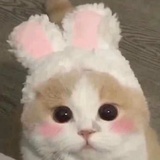小鱼