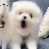 伊丽傻白甜