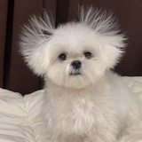 小狗
