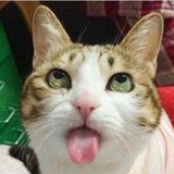 猫舌