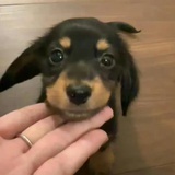 笨蛋会被偏爱吗