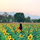 花椰菜流浪记
