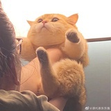 马丘比丘之驼