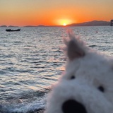 夕阳小狗和大海