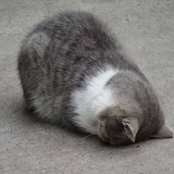 今天也不开心