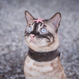 小猫咪是蒲公英