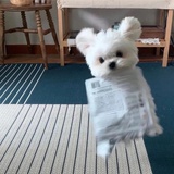 小狗勾会飞吗