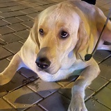 木土黑犬
