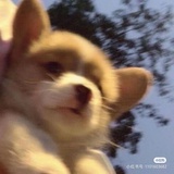 达尔狗