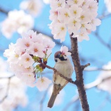 苍耳尘芥
