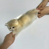 炸毛小怪兽biu