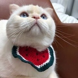 ㅤ ㅤ