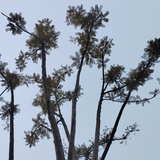 尼尼米里